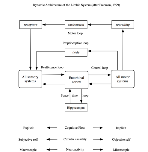 Figure 2: The dynamic architecture of the limbic system – redrawn after Freeman, 1999 p. 150