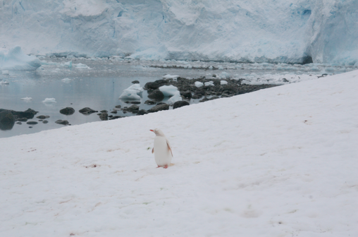 Fig. 8 Pierre Huyghe, A Journey that wasn’t (2005)