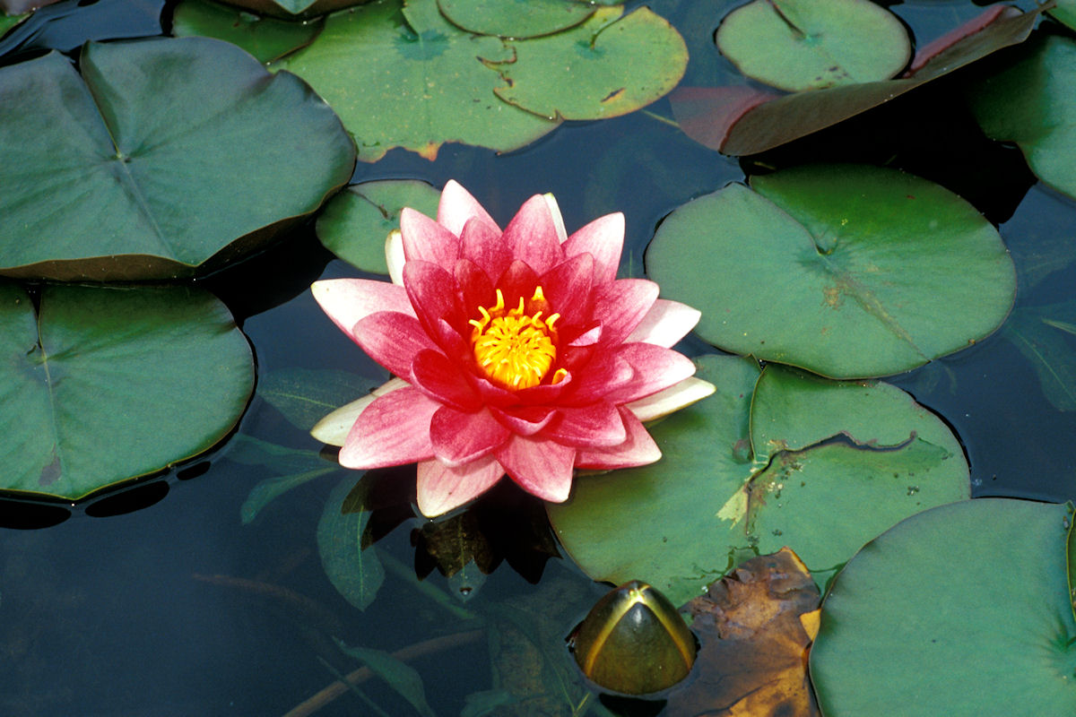 Water lily - inspiration