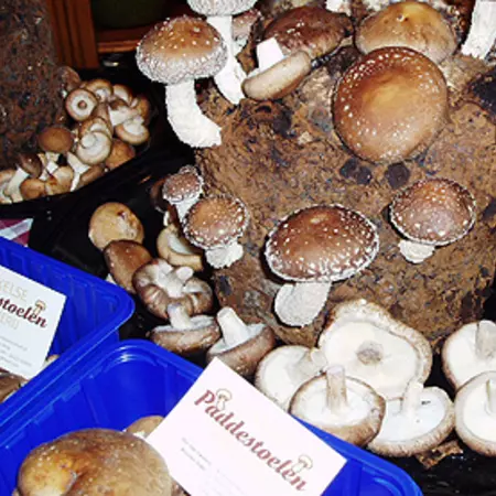 Actions speak louder than words