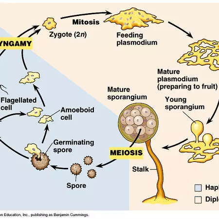 slime mold