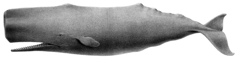 Sperm Whale