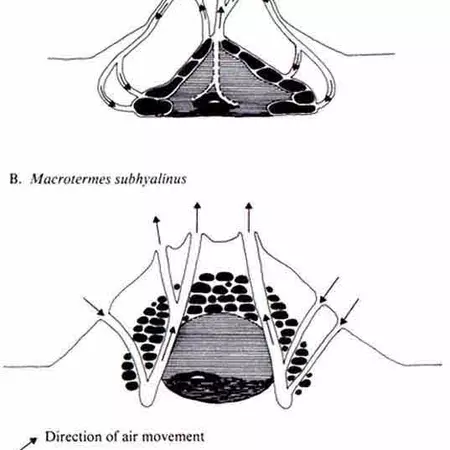 LEARNING FROM TERMITES HOW TO CREATE SUSTAINABLE BUILDINGS