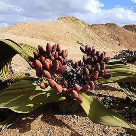 Welwitschia