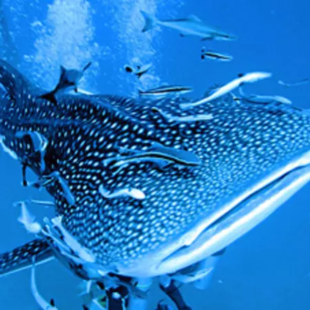 Cooperation or prevention of cheating? 